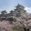 Los cerezos en flor (Sakura) en Japón en primavera 